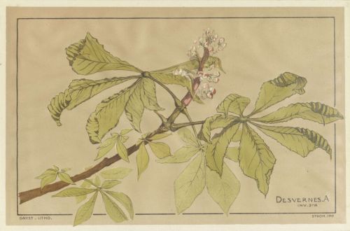 Dessin école Estienne, fleurs blanches de marronnier. Archives de Paris, 3864W 36