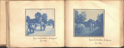Album de Robert Sohier : jardin d’acclimatation, les éléphants, juin 1899. Archives de Paris, 9Fi 7.